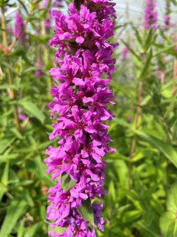 Purple Loosestrife plants with tall purple flower spikes blooming in a garden.
