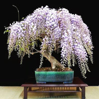 Purple Wisteria growing on pergola