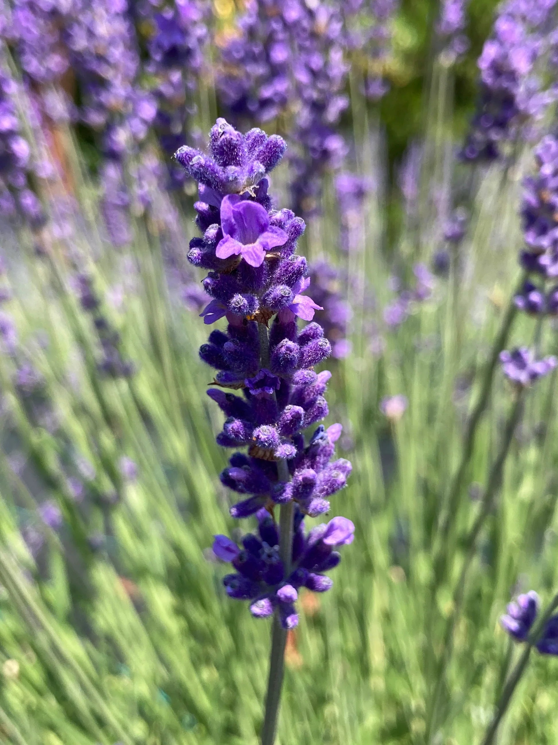 Provence Lavender Planting Seeds - Grow Elegant Perennial Flowers