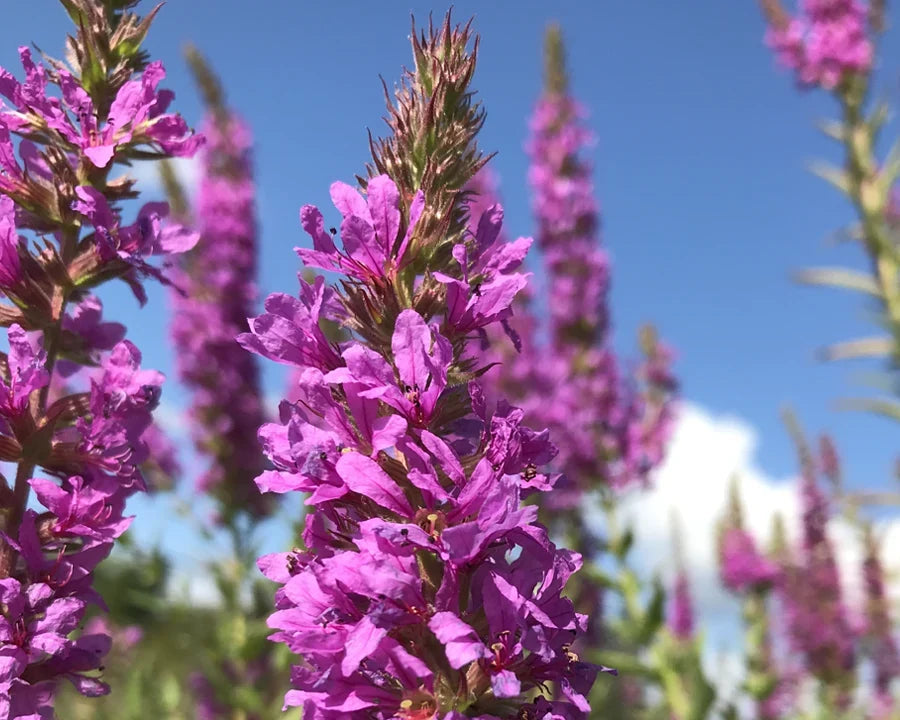 Purple Loosestrife flowers creating a colorful display in an ornamental landscape.

