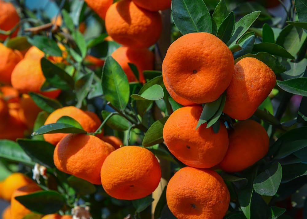 Orange Fruit Seeds for Planting - Grow Delicious Oranges