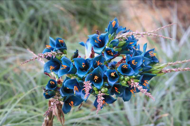 Blue Puya Venusta Flower seeds for Planting - Pollinator Friendly, Heirloom & GMO Free Seeds for Home Garden