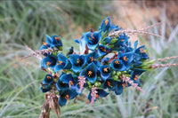 Blue Puya Venusta Flower seeds for Planting - Pollinator Friendly, Heirloom & GMO Free Seeds for Home Garden