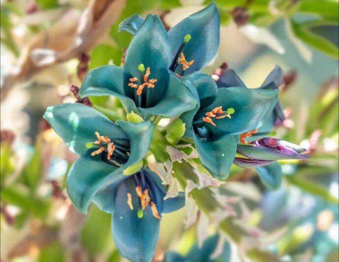 Blue Sapphire Tower Flower seeds for Planting Garden Favorite Heirloom & GMO Free Seeds for Home Garden 
 
 Sale