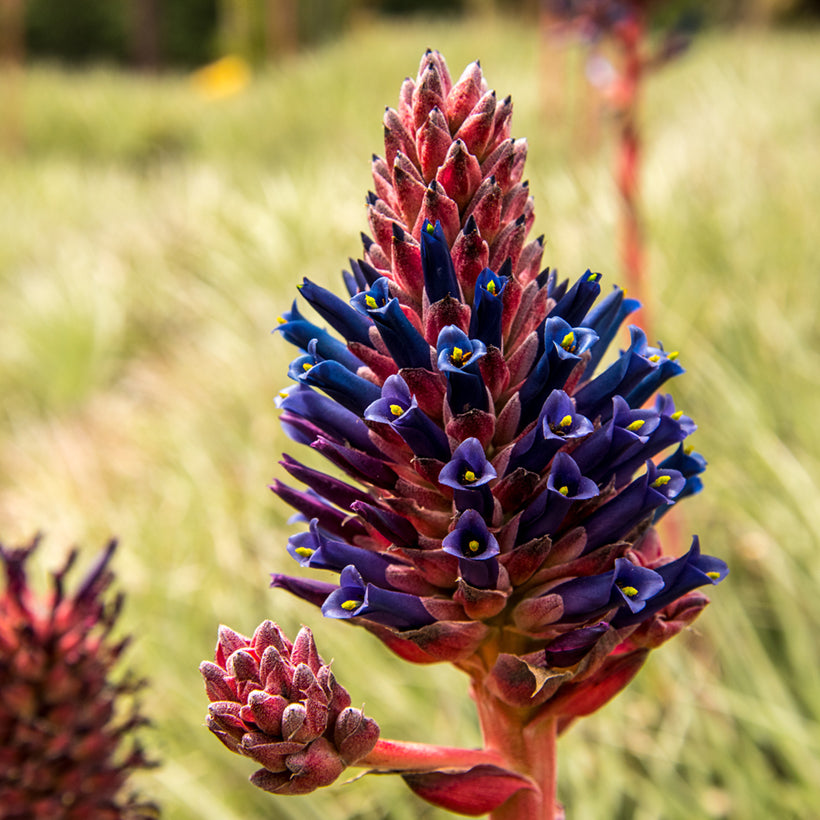 Pink Blue Puya Flower Seeds for Planting – Sun Loving Heirloom & NonGMO Seeds for Home Garden
 
 Sale
