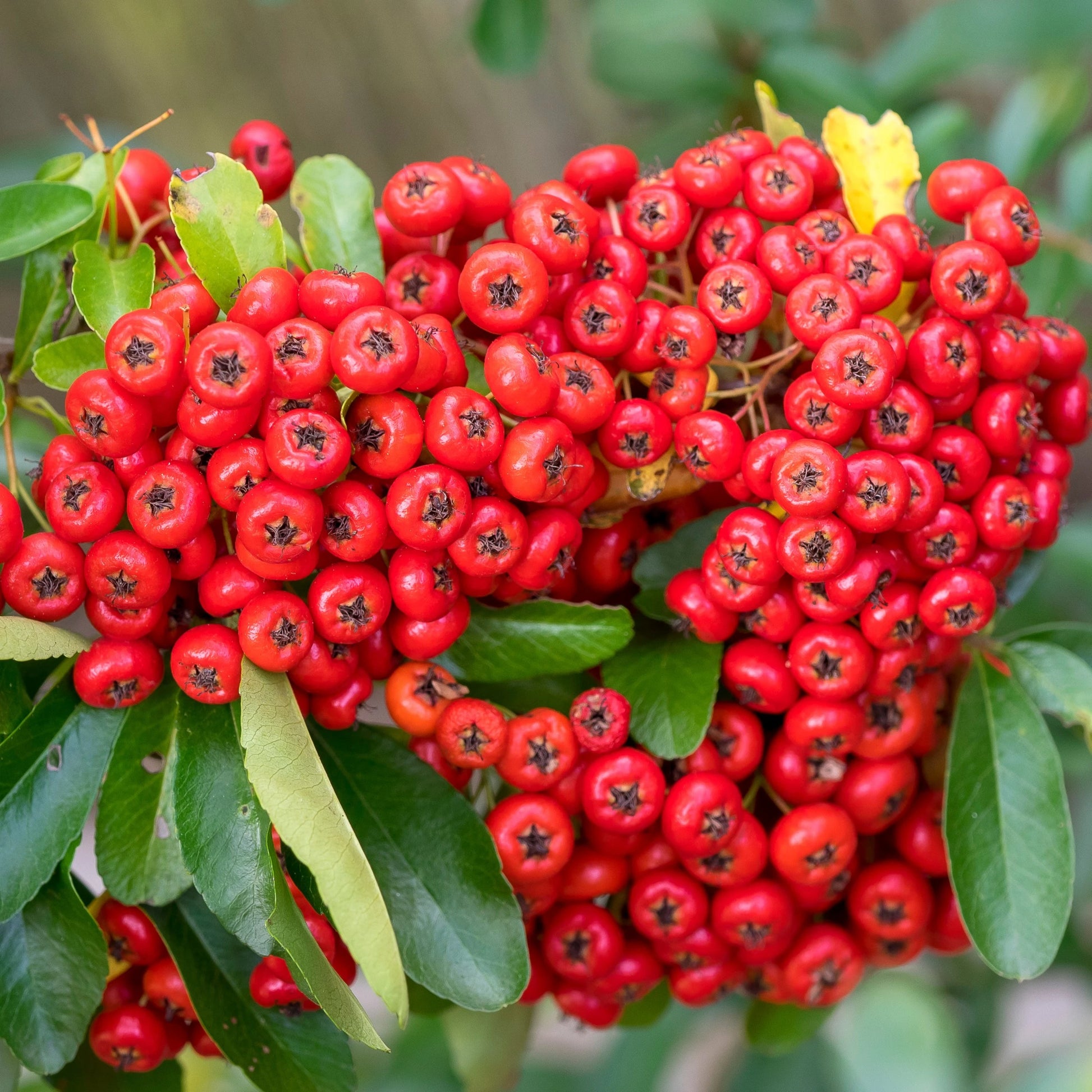 Red Firethorn Flower seeds for Planting Colorful Display Heirloom & GMO Free Seeds for Home Garden 
 
 Sale