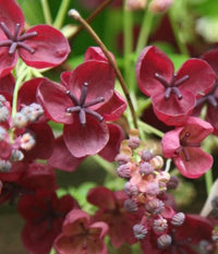 Akebia Flower seeds for Planting Easy to Grow Heirloom & GMO Free Seeds for Home Garden