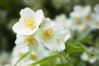 White Philadelphus Coronarius Flower seeds for Planting Easy to Grow Heirloom & GMO Free Seeds for Home Garden 
 
 Sale