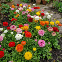 Ranunculus Persian Buttercup Flower seeds for Planting - Sun Loving, Heirloom & GMO Free Seeds for Home Garden