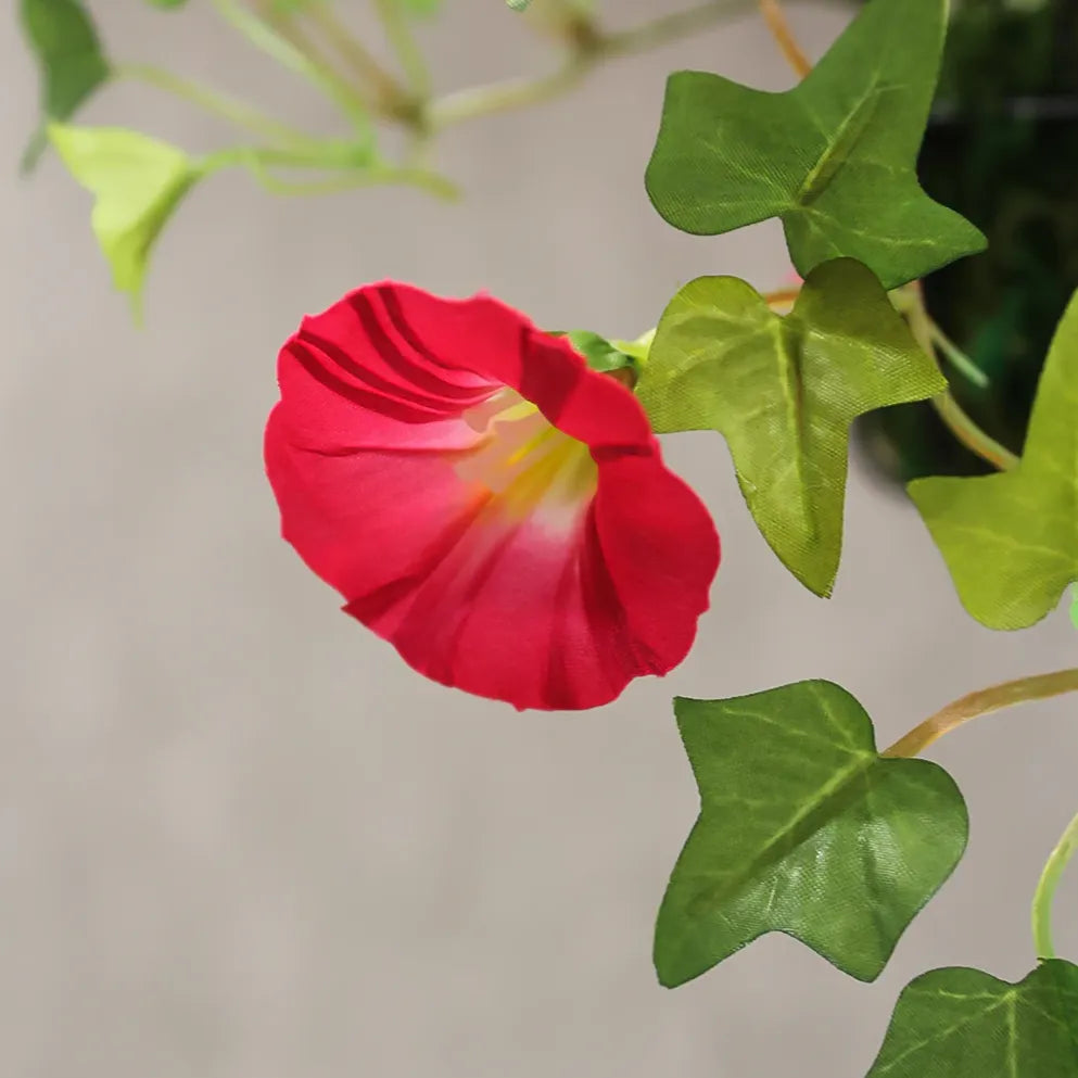 Red Morning Glory Seeds for Planting Ipomoea Coccinea trellis garden flowering fence