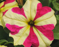 Pelletized Petunia Star Orchid Ice Seeds for Elegant Garden Accents