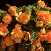 Cascading Weeping Begonia flowers growing in a hanging basket