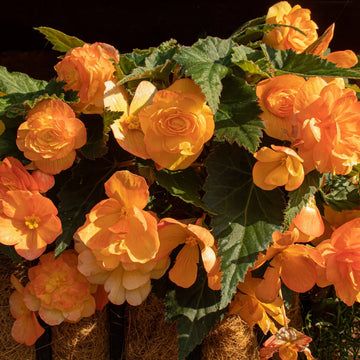Cascading Weeping Begonia flowers growing in a hanging basket