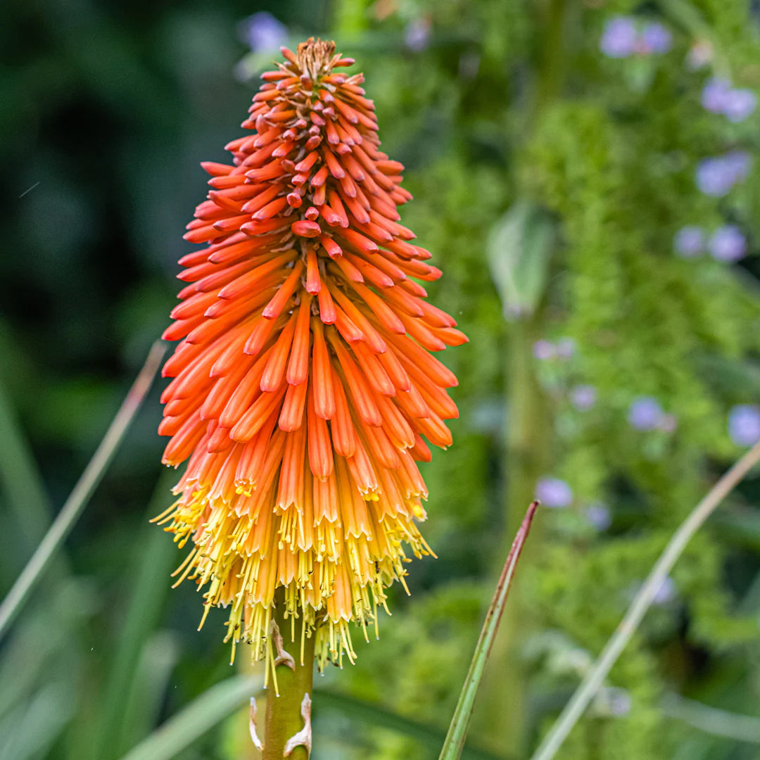 Mixed Torch Lily Kniphofia Uvaria Flower Seeds