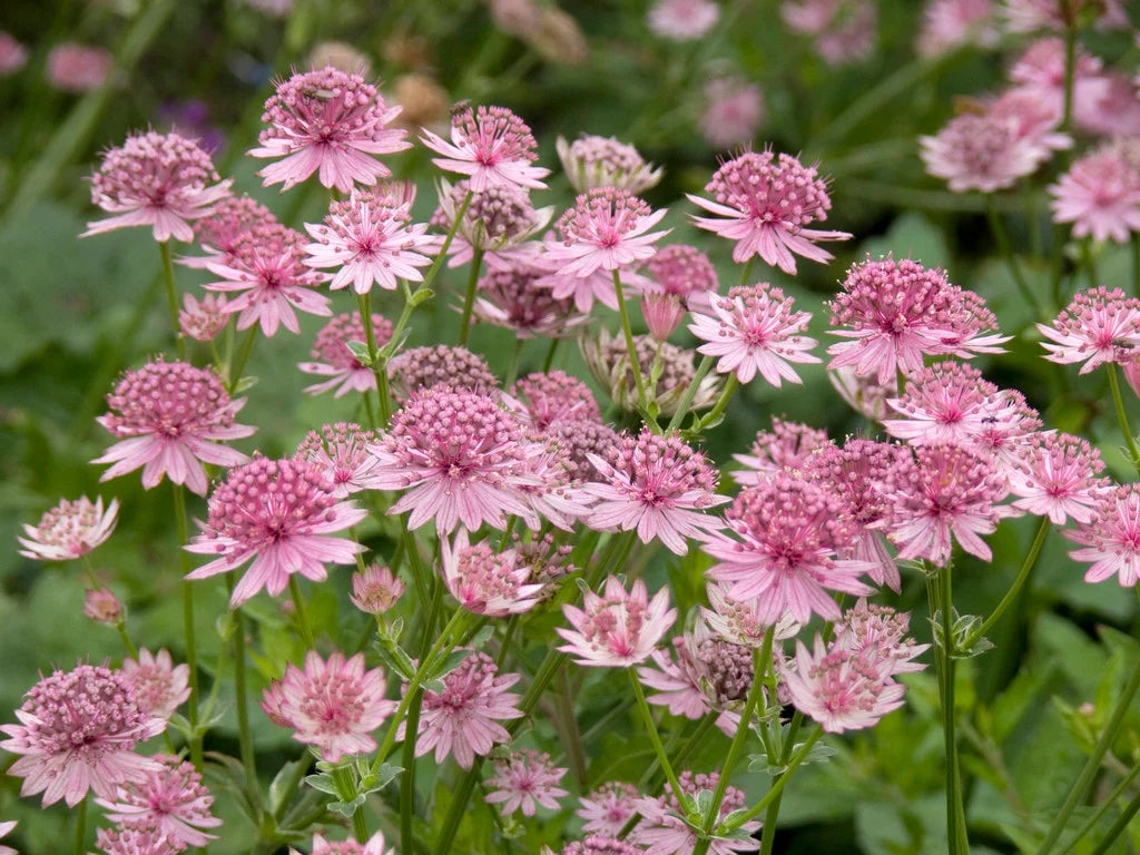 Astrantia Astrantia spp Flower Seeds for Planting in Flower Bed