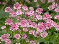Astrantia Astrantia spp Flower Seeds for Planting in Flower Bed