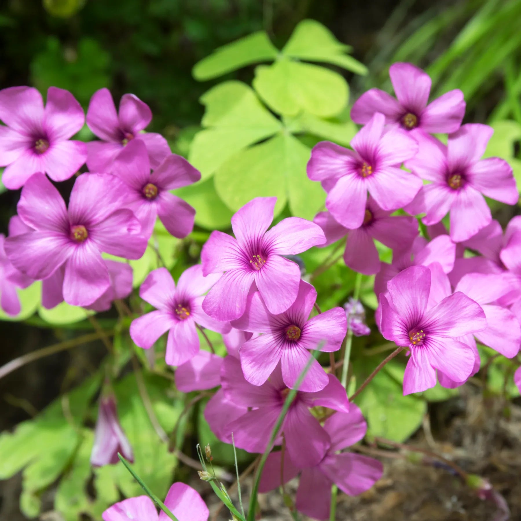 Oxalis Pink Flower Seeds - Perfect for Planting in Your Garden