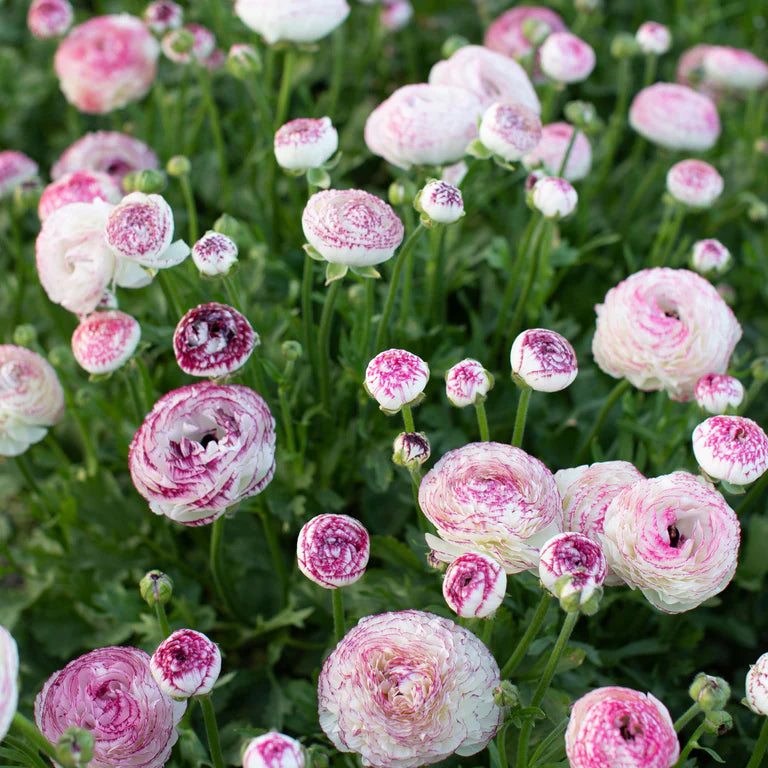White Pink Ranunculus Flower Seeds – Pollinator Friendly Heirloom & NonGMO for Home Garden
 
 Sale