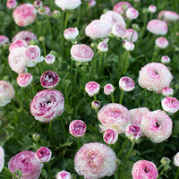 White Pink Ranunculus Flower Seeds – Pollinator Friendly Heirloom & NonGMO for Home Garden
 
 Sale