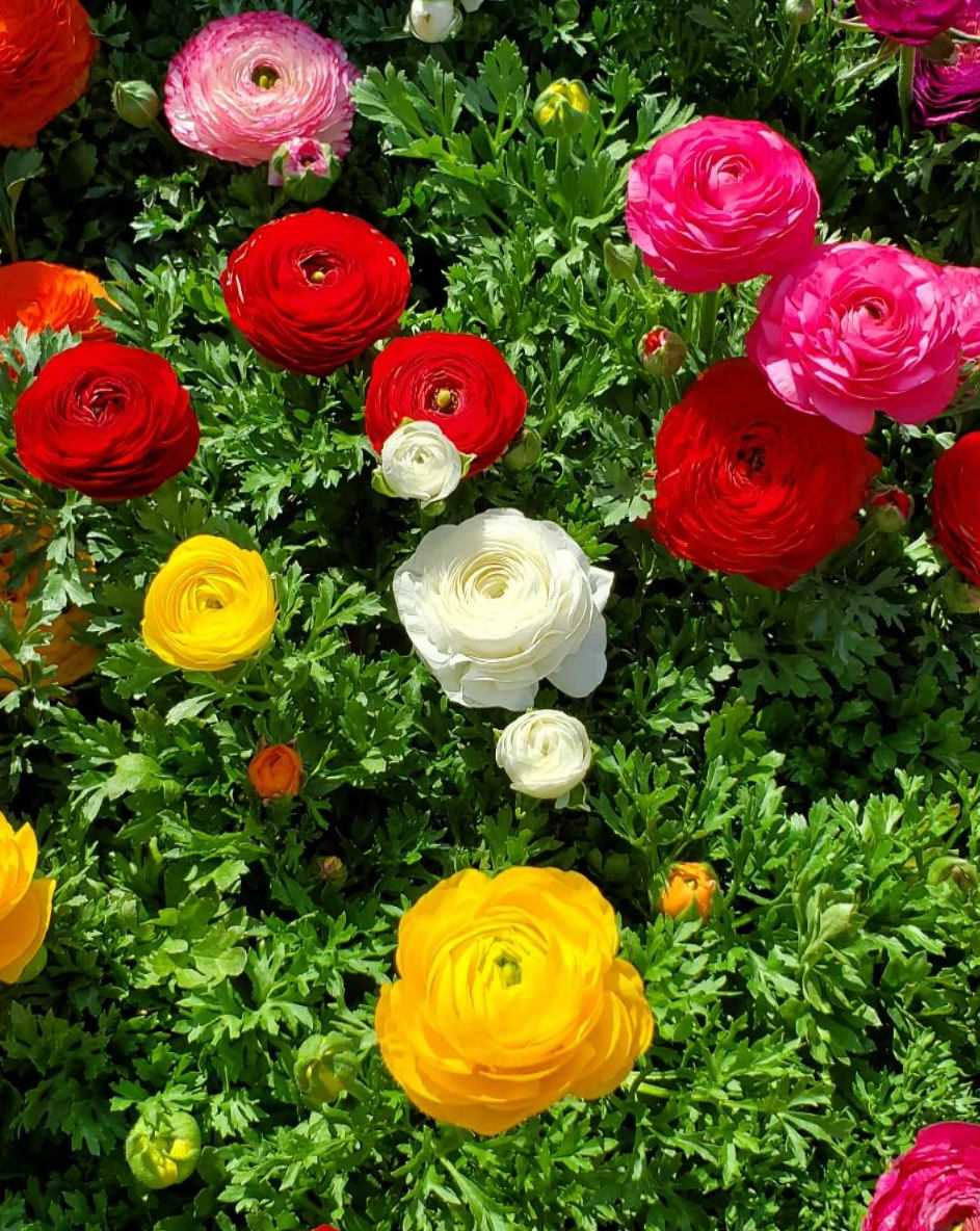 Ranunculus Flower seeds for Planting Long Bloom Season Heirloom & GMO Free Seeds for Home Garden