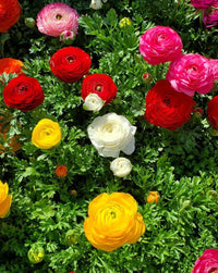 Ranunculus Flower seeds for Planting Premium Quality Heirloom & GMO Free Seeds for Home Garden