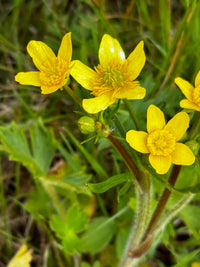 Yellow Buttercup Flower seeds for Planting - Seasonal Bloomer, Heirloom & GMO Free Seeds for Home Garden