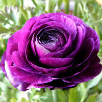 White Purple Ranunculus Flower seeds for Planting - Cut Flower Favorite, Heirloom & GMO Free Seeds for Home Garden