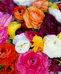 Colorful Tecolote Rainbow Mix ranunculus blooms in garden