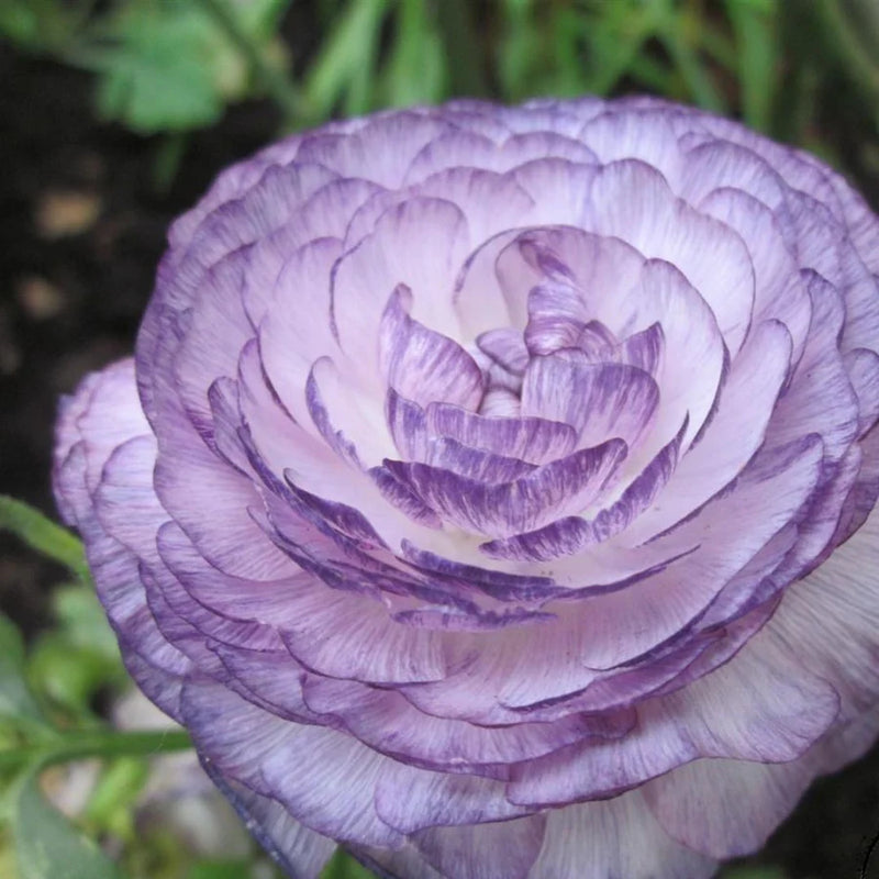 Purple White Ranunculus Flower seeds for Planting - Hardy Variety, Heirloom & GMO Free Seeds for Home Garden
