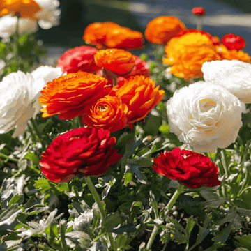 Ranunculus Flower seeds for Planting Premium Quality Heirloom & GMO Free Seeds for Home Garden 
 
 Sale for planting in home garden