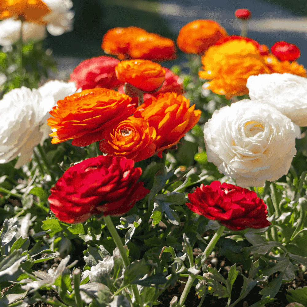 Mixed Ranunculus Flower seeds for Planting - Drought Tolerant, Heirloom & GMO Free Seeds for Home Garden