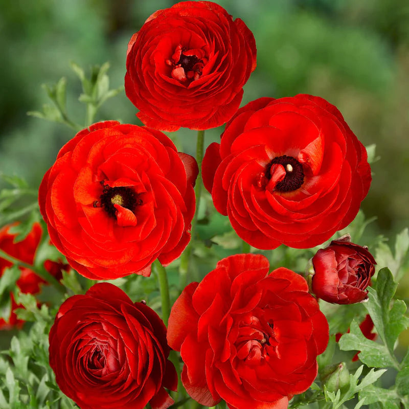 Deep Red Ranunculus Flower seeds for Planting - Seasonal Bloomer, Heirloom & GMO Free Seeds for Home Garden