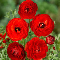 Red Ranunculus Flower seeds for Planting - Compact Growth, Heirloom & GMO Free Seeds for Home Garden