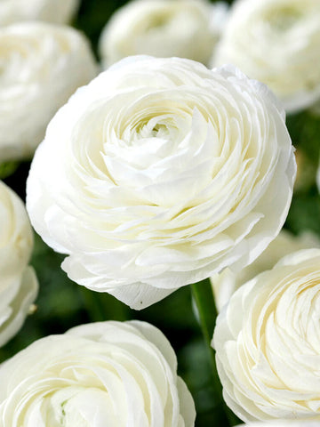 White Ranunculus Flower Seeds for Planting Premium Quality Heirloom & GMO Free Seeds for Home Garden
 
 Sale