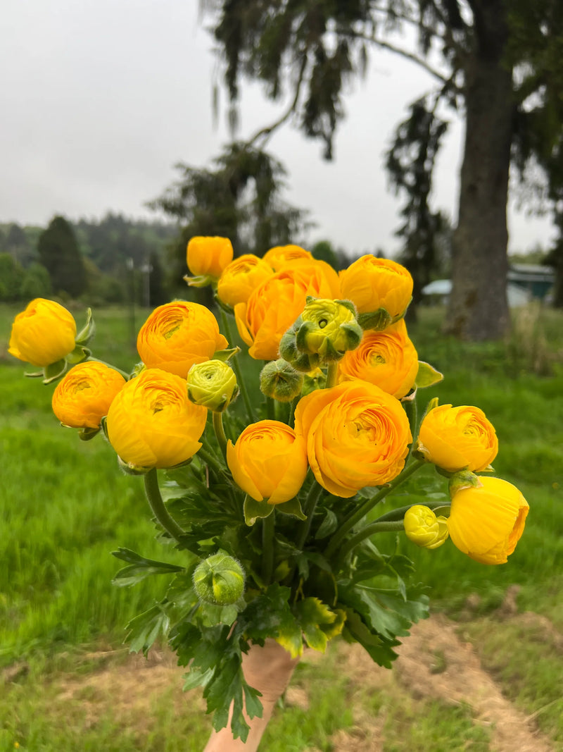 Yellow Ranunculus Flower Seeds for Garden Cottage Garden Essential Heirloom & GMO Free Seeds for Home Garden
 
 Sale