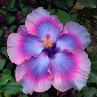 Giant Hibiscus Flower Seeds for Planting – Heirloom Tropical Garden Flower Seeds