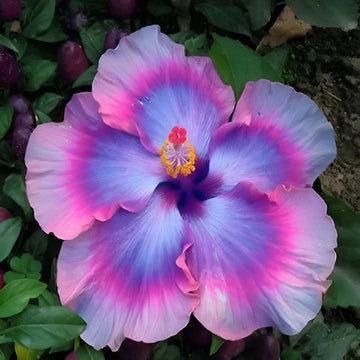 Giant Hibiscus Flower Seeds for Planting – Heirloom Tropical Garden Flower Seeds