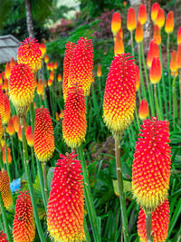 Ornamental Red Hot Poker plant