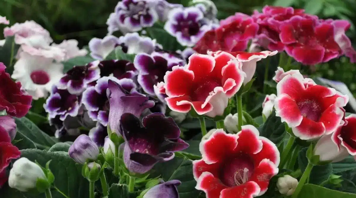 Heirloom Gloxinia Flower seeds for Planting Drought Tolerant Heirloom & GMO Free Seeds for Home Garden