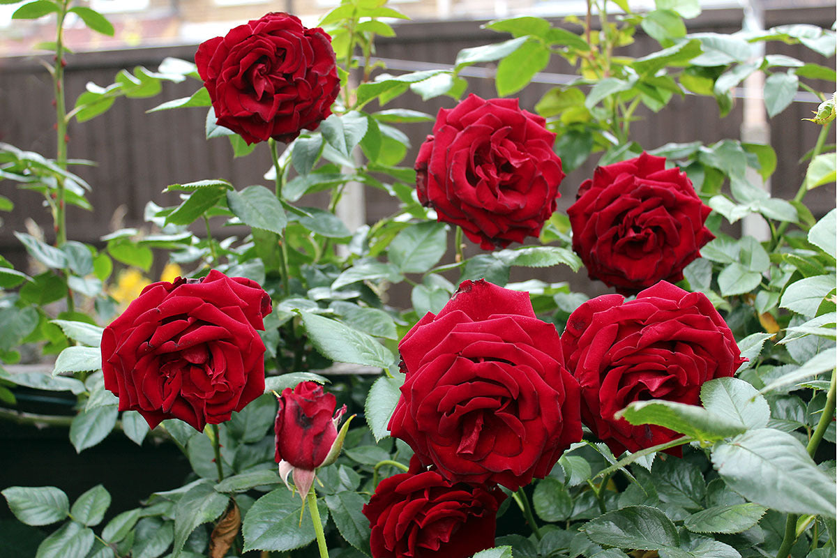 Rose Bush Flower seeds for Planting Vibrant Colors Heirloom & GMO Free Seeds for Home Garden