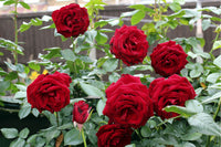 Rose Bush Flower seeds for Planting Vibrant Colors Heirloom & GMO Free Seeds for Home Garden