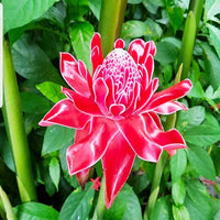 Pink Torch Ginger Flower seeds for Planting - Colorful Display, Heirloom & GMO Free Seeds for Home Garden