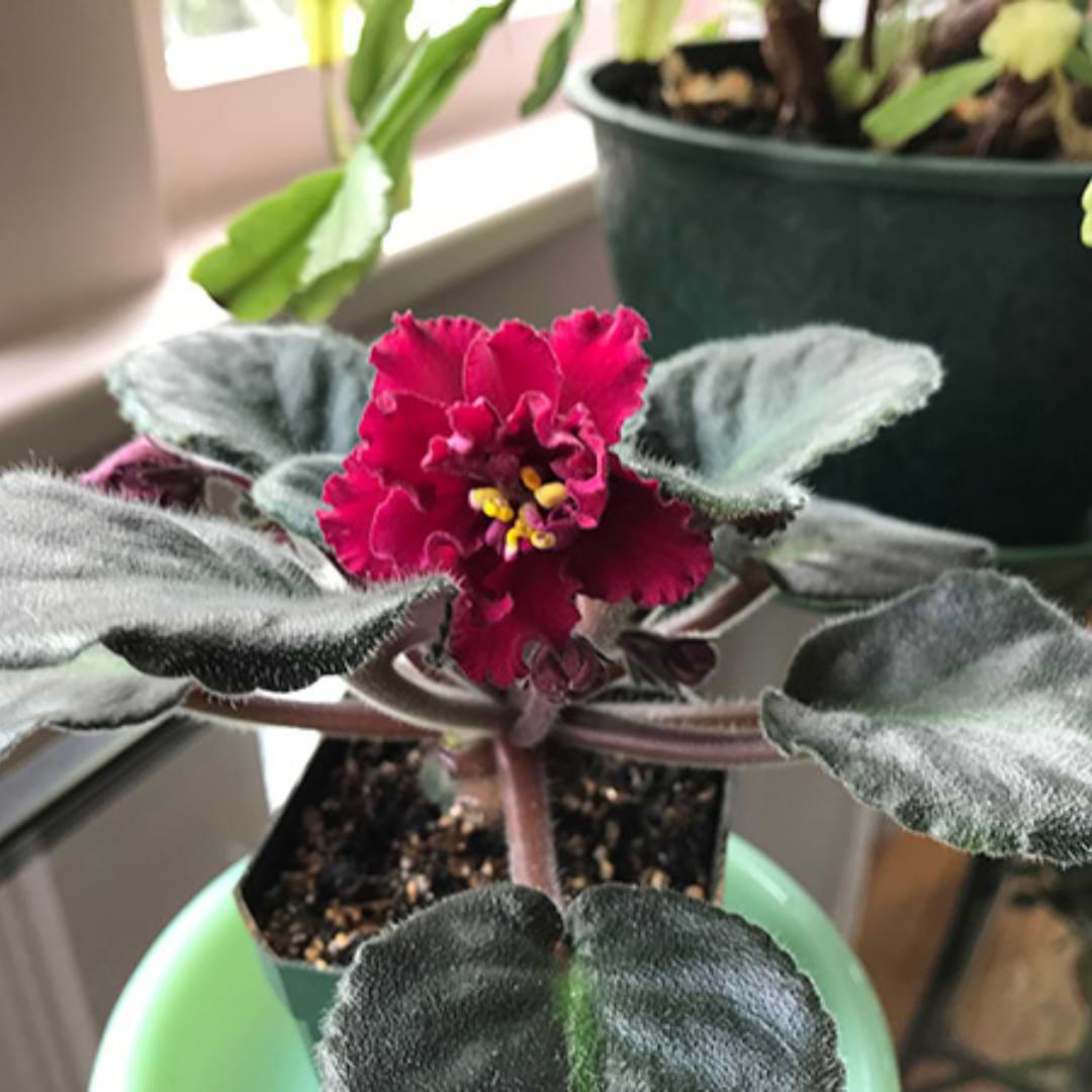Red African Violet Flower seeds for Planting - Bright Blooms, Heirloom & GMO Free Seeds for Home Garden