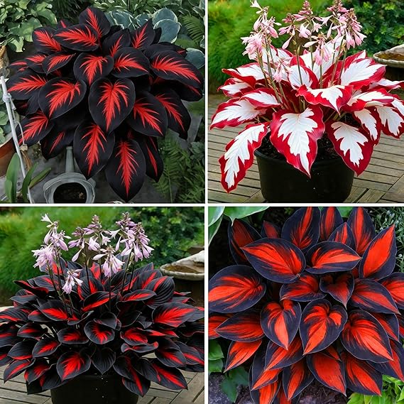 Hosta ornamental plant seeds for decorative foliage in shaded landscapes.