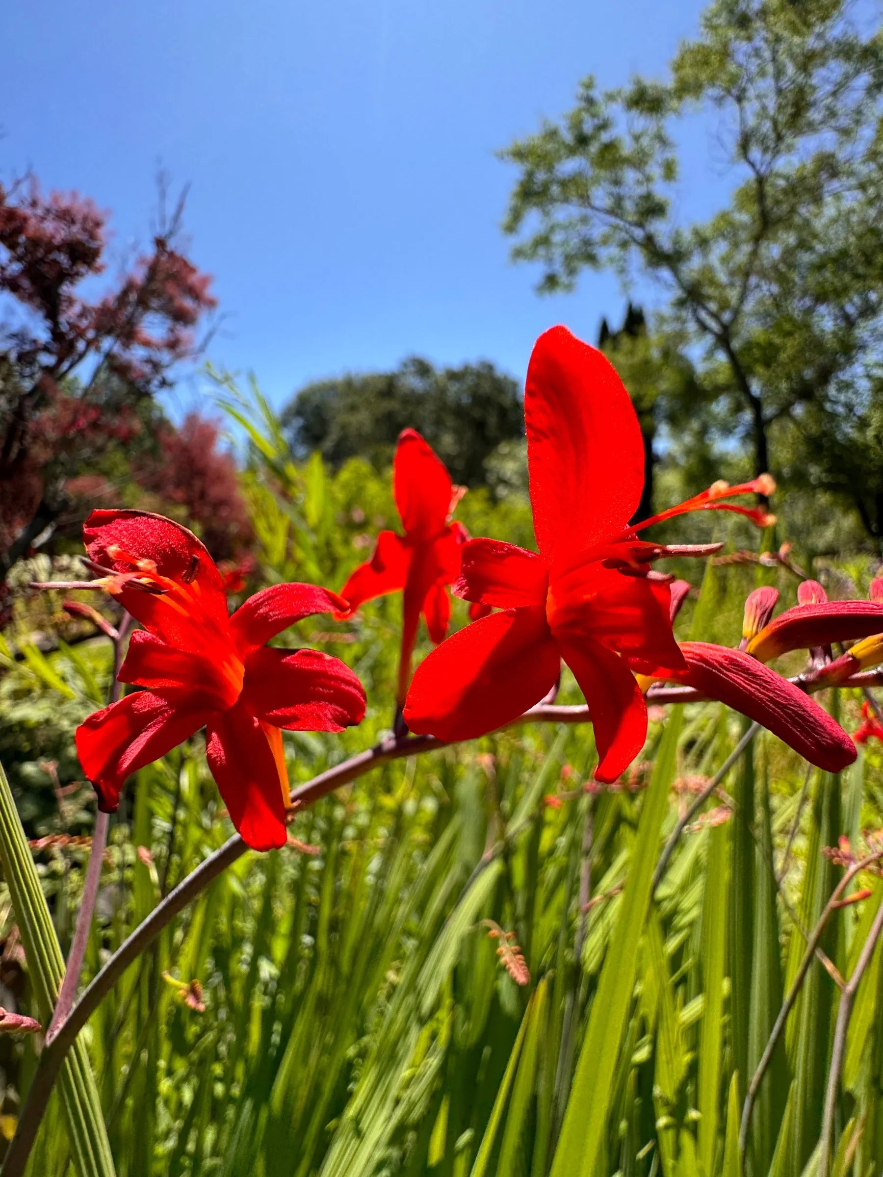 Lucifer Sword Lily Crocosmia growing in a garden