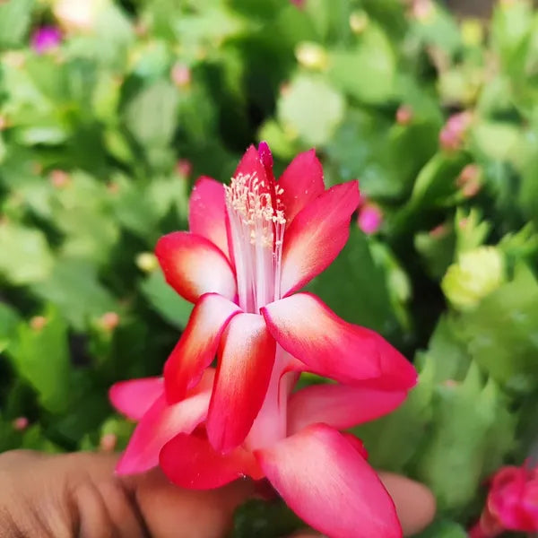 Deep Red Schlumbergera Flower seeds for Planting Long Bloom Season Heirloom & GMO Free Seeds for Home Garden
 
 Sale
