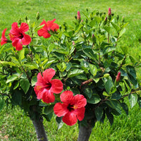 Hibiscus Burgundy Flower seeds for Planting - Sun Loving, Heirloom & GMO Free Seeds for Home Garden