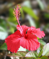 Red hibiscus flower seeds for growing large red blooms