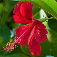 Red hibiscus flowering plant in a garden container