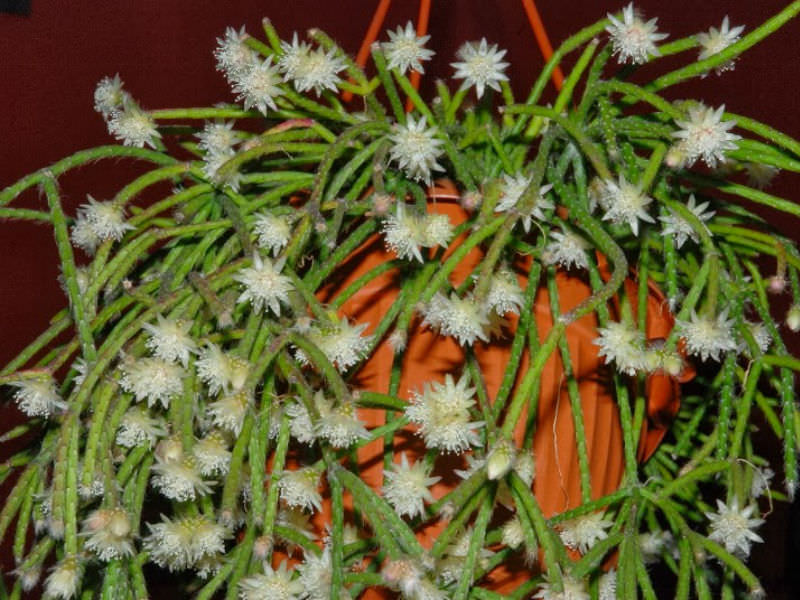 White Pilocarpa Flower seeds for Planting Long Bloom Season Heirloom & GMO Free Seeds for Home Garden
 
 Sale